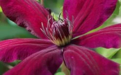 Niobe Clematis - 1 Gallon Pot -Cheap US Topiary Plant Store clematis niobe 1