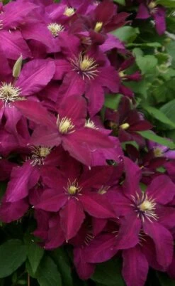 Niobe Clematis - 1 Gallon Pot -Cheap US Topiary Plant Store clematis niobe 2