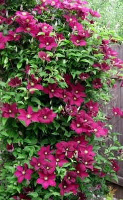Niobe Clematis - 1 Gallon Pot -Cheap US Topiary Plant Store clematis niobe 5