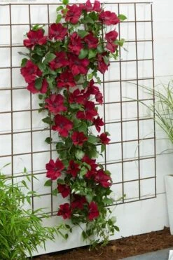 Nubia Clematis - 1 Gallon Pot -Cheap US Topiary Plant Store clematis nubia 1