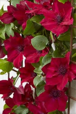 Nubia Clematis - 1 Gallon Pot -Cheap US Topiary Plant Store clematis nubia 4