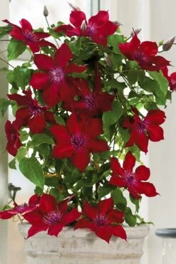 Nubia Clematis - 1 Gallon Pot -Cheap US Topiary Plant Store clematis nubia 5