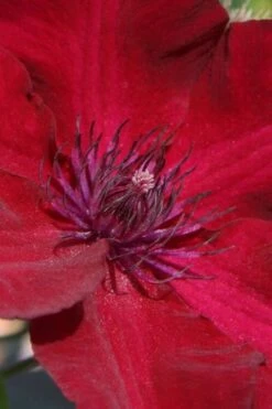 Nubia Clematis - 1 Gallon Pot -Cheap US Topiary Plant Store clematis nubia 6