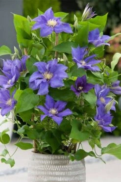 Olympia Clematis - 1 Gallon Pot -Cheap US Topiary Plant Store clematis olympia 1