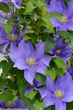 Olympia Clematis - 1 Gallon Pot -Cheap US Topiary Plant Store clematis olympia 2