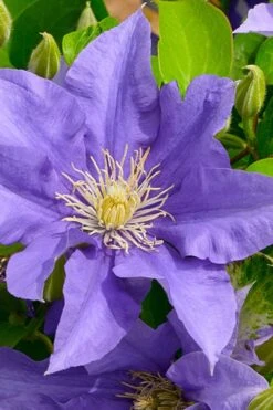 Olympia Clematis - 1 Gallon Pot -Cheap US Topiary Plant Store clematis olympia 3