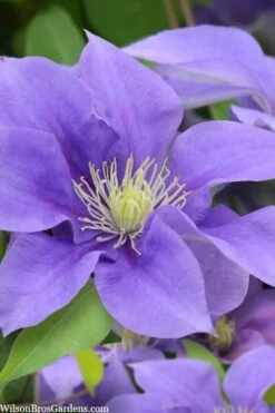 Olympia Clematis - 1 Gallon Pot -Cheap US Topiary Plant Store clematis olympia 5