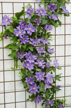 Olympia Clematis - 1 Gallon Pot -Cheap US Topiary Plant Store clematis olympia 6