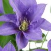 Olympia Clematis - 1 Gallon Pot