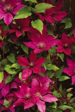 Picardy Clematis - 1 Gallon Pot -Cheap US Topiary Plant Store clematis picardy 9