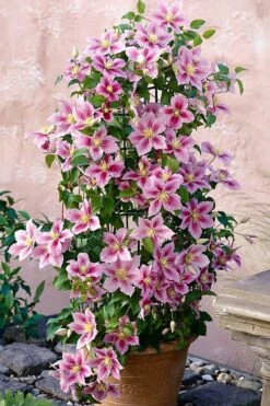 Piilu Clematis (Little Duckling) - 1 Gallon Pot -Cheap US Topiary Plant Store clematis piilu 3