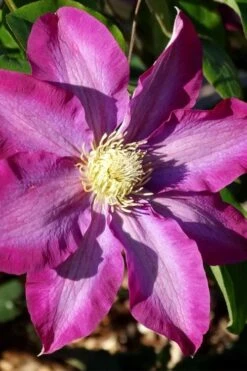 Pink Champagne Clematis - 1 Gallon Pot -Cheap US Topiary Plant Store clematis pink champagne 2