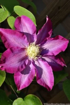 Pink Champagne Clematis - 1 Gallon Pot -Cheap US Topiary Plant Store clematis pink champagne