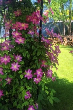Pink Champagne Clematis - 1 Gallon Pot -Cheap US Topiary Plant Store clematis pink champagne 4