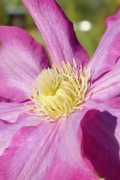 Pink Champagne Clematis - 1 Gallon Pot -Cheap US Topiary Plant Store clematis pink champagne 6