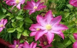 Pink Champagne Clematis - 1 Gallon Pot -Cheap US Topiary Plant Store clematis pink champagne 8