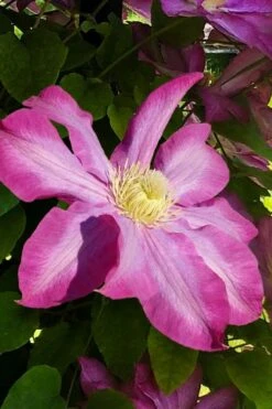 Pink Champagne Clematis - 1 Gallon Pot -Cheap US Topiary Plant Store clematis pink champagne 9
