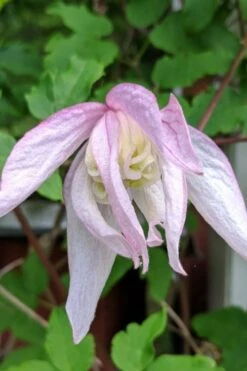 Pink Flamingo Clematis - 1 Gallon Pot 10 Pink Flamingo Clematis - 1 Gallon Pot -Cheap US Topiary Plant Store clematis pink flamingo 6