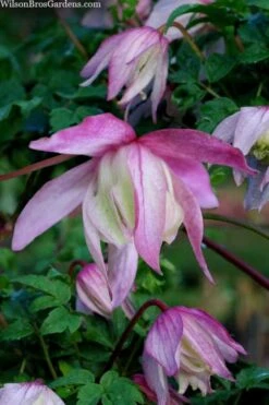 Pink Flamingo Clematis - 1 Gallon Pot