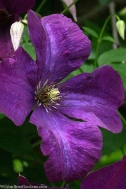 Polish Spirit Clematis - 1 Gallon Pot -Cheap US Topiary Plant Store clematis polish spirit 1