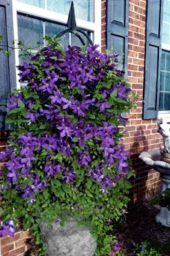 Polish Spirit Clematis - 1 Gallon Pot -Cheap US Topiary Plant Store clematis polish spirit 10