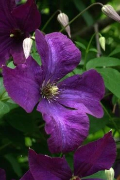 Polish Spirit Clematis - 1 Gallon Pot -Cheap US Topiary Plant Store clematis polish spirit 2