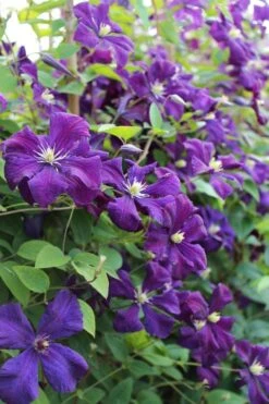 Polish Spirit Clematis - 1 Gallon Pot -Cheap US Topiary Plant Store clematis polish spirit 6