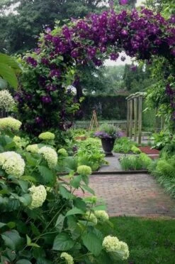 Polish Spirit Clematis - 1 Gallon Pot -Cheap US Topiary Plant Store clematis polish spirit 7