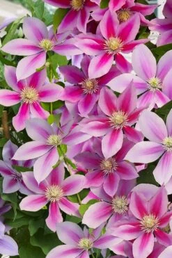 Poseidon Clematis - 1 Gallon Pot -Cheap US Topiary Plant Store clematis poseidon 11