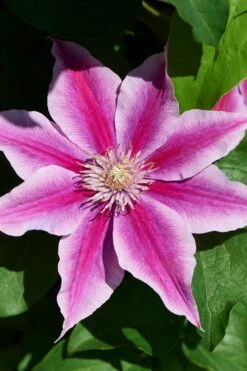 Poseidon Clematis - 1 Gallon Pot -Cheap US Topiary Plant Store clematis poseidon 9