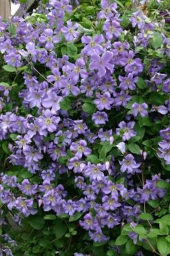 Prince Charles Clematis - 1 Gallon Pot -Cheap US Topiary Plant Store clematis prince charles 1