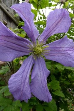 Prince Charles Clematis - 1 Gallon Pot -Cheap US Topiary Plant Store clematis prince charles 4