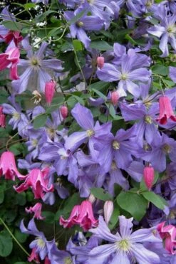 Prince Charles Clematis - 1 Gallon Pot -Cheap US Topiary Plant Store clematis prince charles 6
