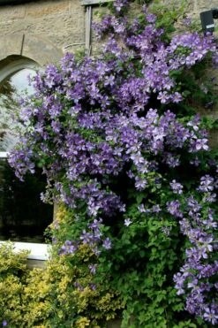 Prince Charles Clematis - 1 Gallon Pot -Cheap US Topiary Plant Store clematis prince charles 9