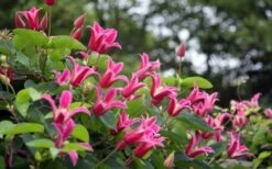 Princess Diana Clematis - 1 Gallon Pot -Cheap US Topiary Plant Store clematis princess diana 1