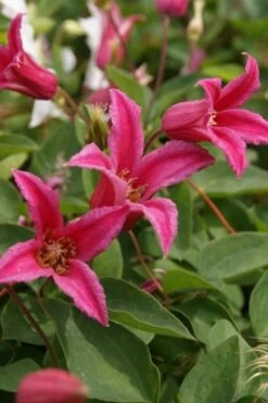 Princess Diana Clematis - 1 Gallon Pot -Cheap US Topiary Plant Store clematis princess diana 4