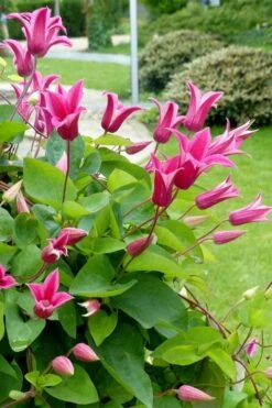 Princess Diana Clematis - 1 Gallon Pot -Cheap US Topiary Plant Store clematis princess diana 6