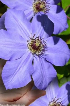 Ramona Clematis - 1 Gallon Pot -Cheap US Topiary Plant Store clematis ramona 9