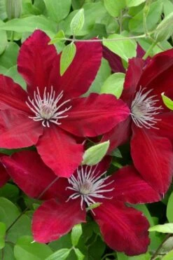 Rebecca Clematis - 1 Gallon Pot -Cheap US Topiary Plant Store clematis rebecca 5