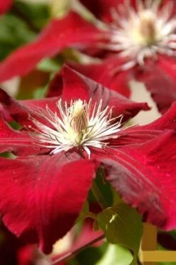 Rebecca Clematis - 1 Gallon Pot -Cheap US Topiary Plant Store clematis rebecca 6