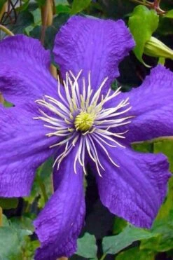 Rhapsody Clematis - 1 Gallon Pot -Cheap US Topiary Plant Store clematis rhapsody 3