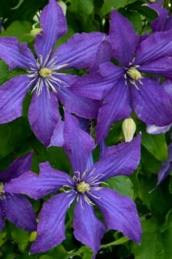 Rhapsody Clematis - 1 Gallon Pot -Cheap US Topiary Plant Store clematis rhapsody 4