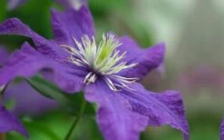 Rhapsody Clematis - 1 Gallon Pot -Cheap US Topiary Plant Store clematis rhapsody 5