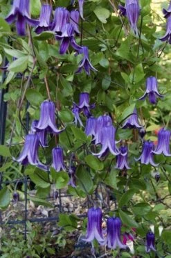 Roguchi Clematis - 1 Gallon Pot -Cheap US Topiary Plant Store clematis roguchi 11