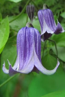 Roguchi Clematis - 1 Gallon Pot -Cheap US Topiary Plant Store clematis roguchi 6