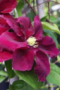 Rosemoor Clematis - 1 Gallon Pot -Cheap US Topiary Plant Store clematis rosemoor 5