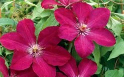 Rouge Cardinal Clematis - 1 Gallon Pot -Cheap US Topiary Plant Store clematis rouge cardinal 2