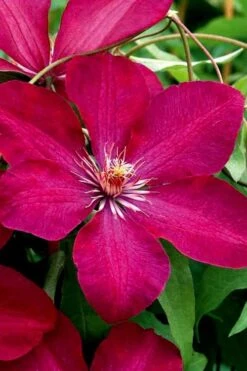 Rouge Cardinal Clematis - 1 Gallon Pot -Cheap US Topiary Plant Store clematis rouge cardinal 3
