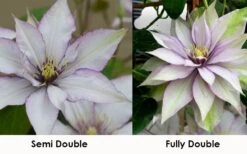 Samaritan Jo Clematis - 1 Gallon Pot -Cheap US Topiary Plant Store clematis samaritan jo 8