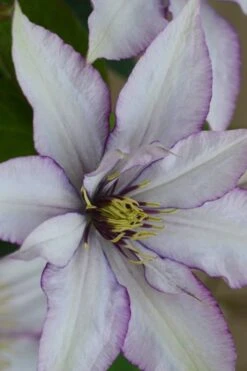 Samaritan Jo Clematis - 1 Gallon Pot -Cheap US Topiary Plant Store clematis samaritan joe 2